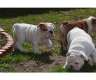 süßen Englisch Bulldogge Welpen